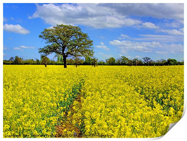 Mellow Yellow Print by Colin Williams Photography