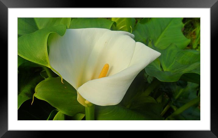 Lily Framed Mounted Print by Tara Phillips
