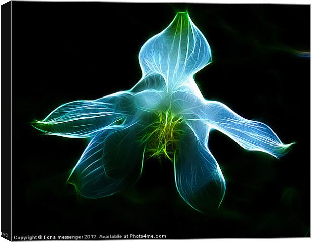 Blue Orchid Canvas Print by Fiona Messenger