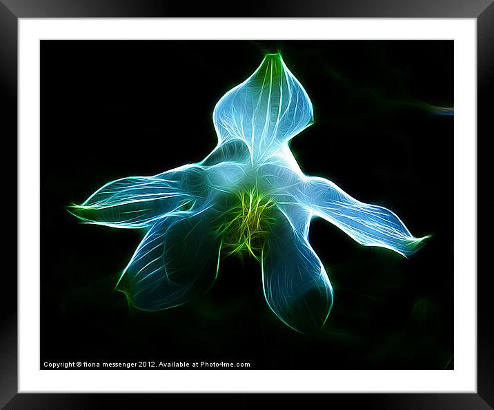 Blue Orchid Framed Mounted Print by Fiona Messenger