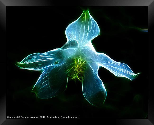 Blue Orchid Framed Print by Fiona Messenger
