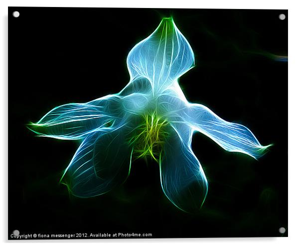 Blue Orchid Acrylic by Fiona Messenger