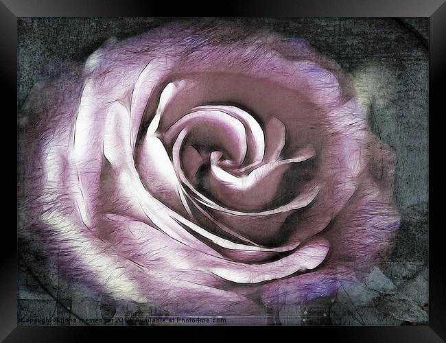 Blush Pink Rose Framed Print by Fiona Messenger