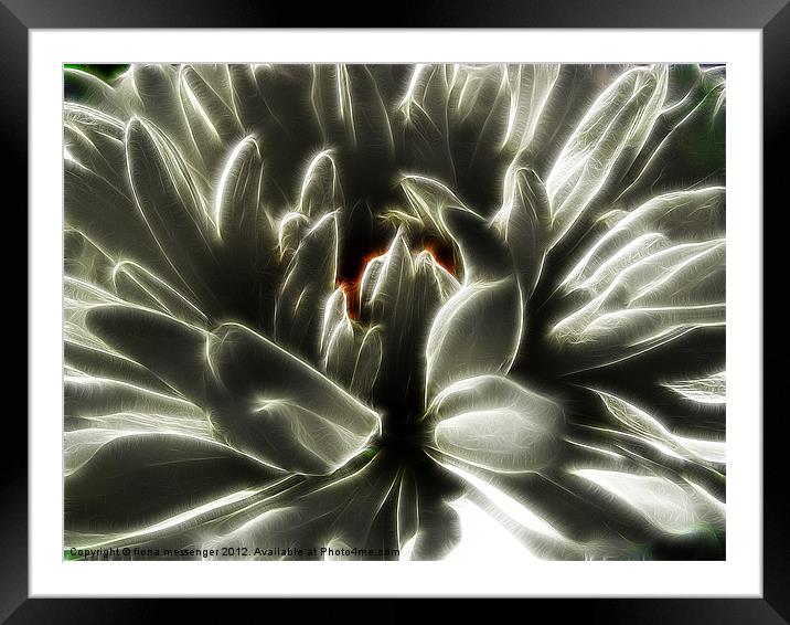 White Chrysanthemum fractalius Framed Mounted Print by Fiona Messenger