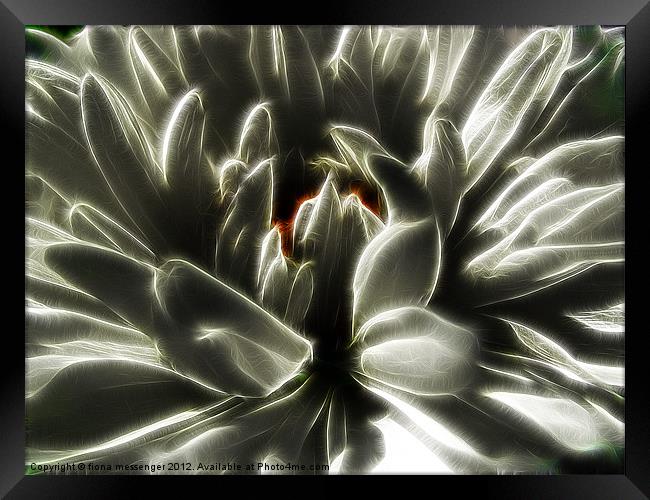 White Chrysanthemum fractalius Framed Print by Fiona Messenger