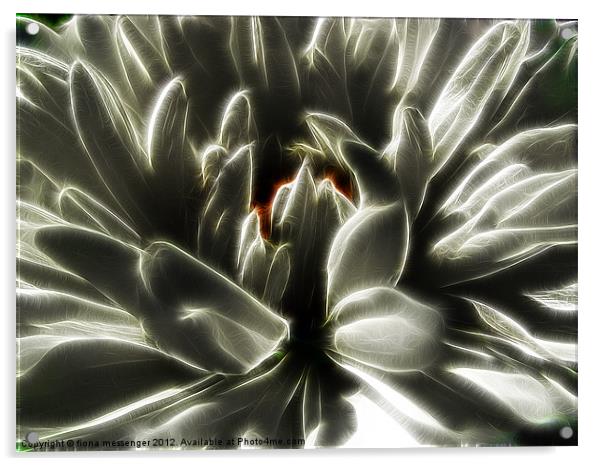 White Chrysanthemum fractalius Acrylic by Fiona Messenger