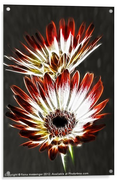 Red and Cream Gerbera Acrylic by Fiona Messenger