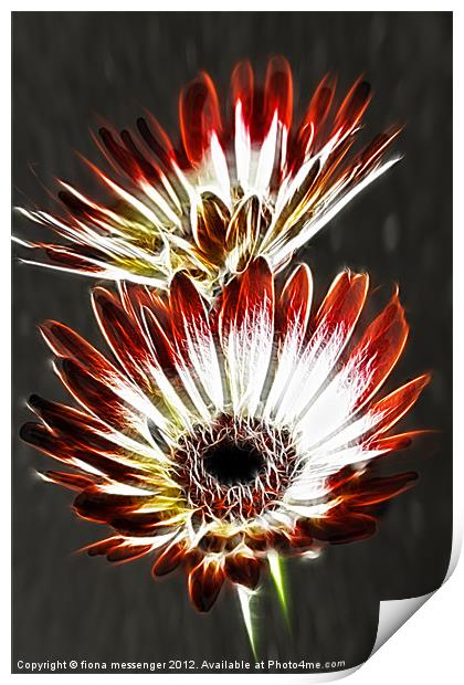 Red and Cream Gerbera Print by Fiona Messenger