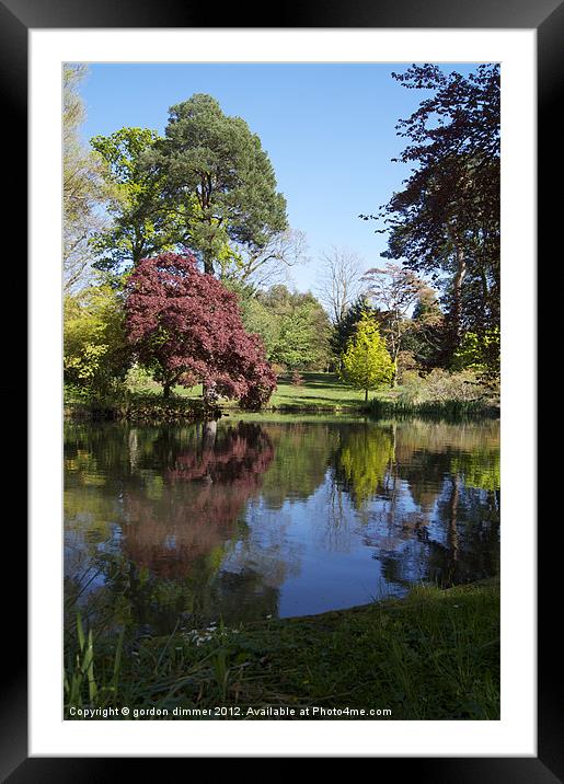 Reflections in Exbury garden pond Framed Mounted Print by Gordon Dimmer