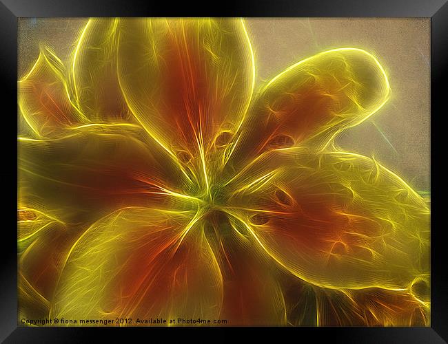 Asiatic  lily fractal Framed Print by Fiona Messenger