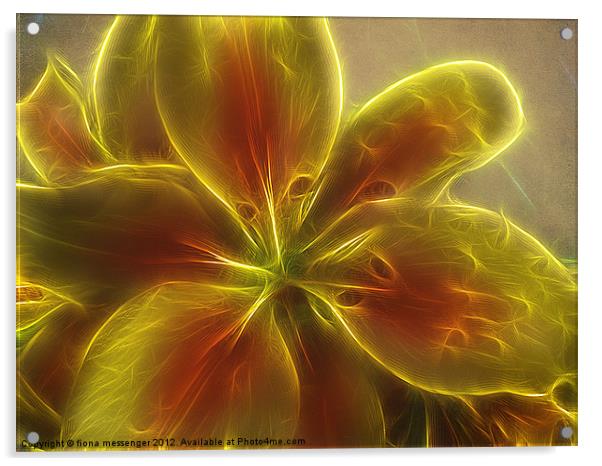 Asiatic  lily fractal Acrylic by Fiona Messenger