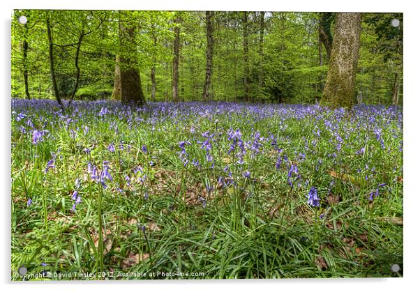 Bluebells Acrylic by David Tinsley