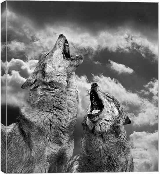 Howling (Canis lupus) Canvas Print by Peter Oak
