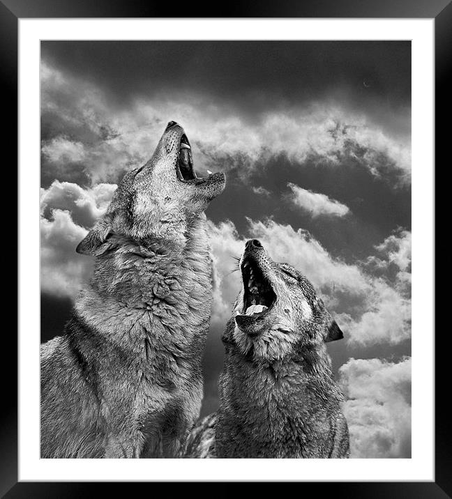 Howling (Canis lupus) Framed Mounted Print by Peter Oak