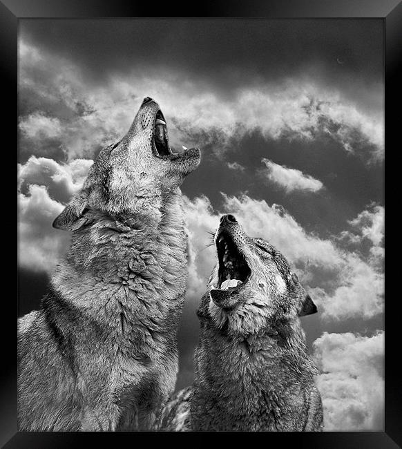 Howling (Canis lupus) Framed Print by Peter Oak