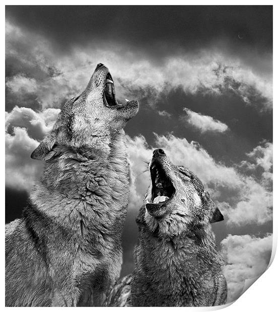 Howling (Canis lupus) Print by Peter Oak