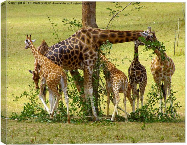 A Muddle of Giraffes Canvas Print by Terri Waters