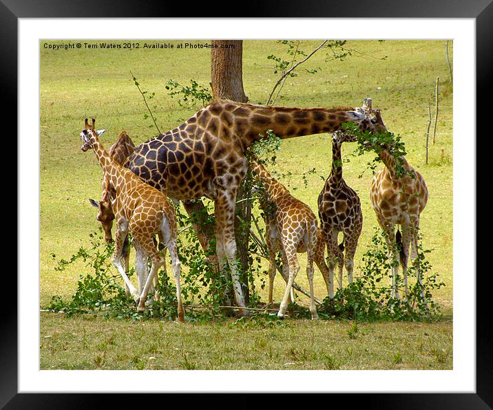 A Muddle of Giraffes Framed Mounted Print by Terri Waters