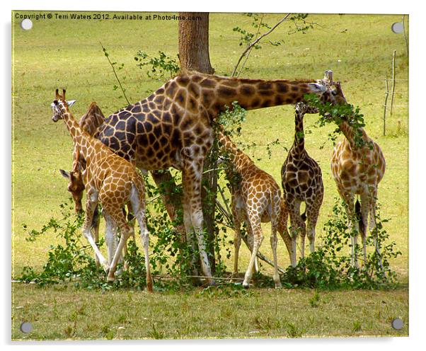 A Muddle of Giraffes Acrylic by Terri Waters