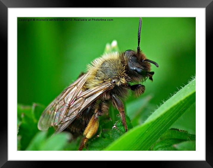 Little bug Framed Mounted Print by michelle whitebrook