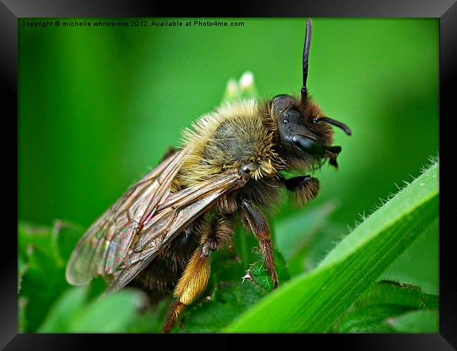 Little bug Framed Print by michelle whitebrook