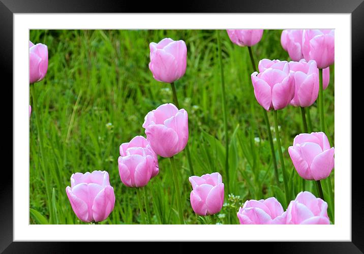 Pink Tulips Framed Mounted Print by Neil Ravenscroft