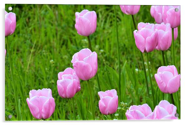 Pink Tulips Acrylic by Neil Ravenscroft