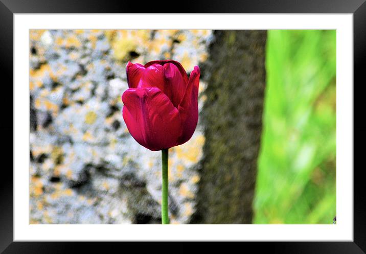 Single Tulip Framed Mounted Print by Neil Ravenscroft