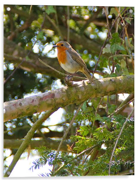 summer robin Acrylic by karen grist