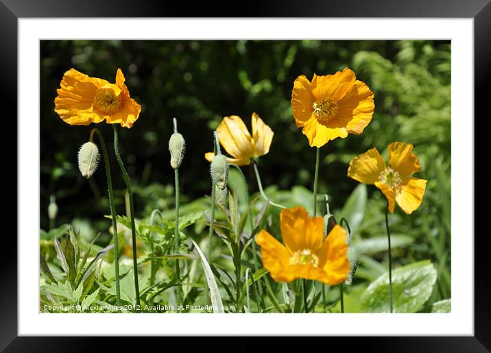 Poppies Framed Mounted Print by Alexia Miles