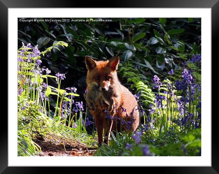 Wild Red Fox Framed Mounted Print by John McCoubrey