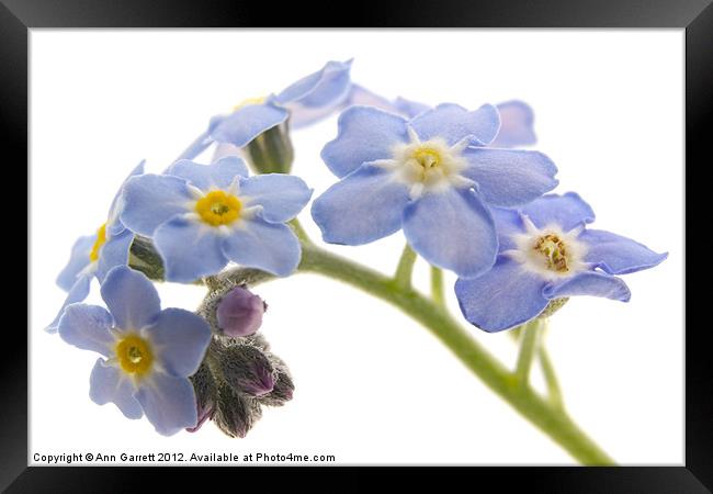 Forget-Me-Nots Framed Print by Ann Garrett