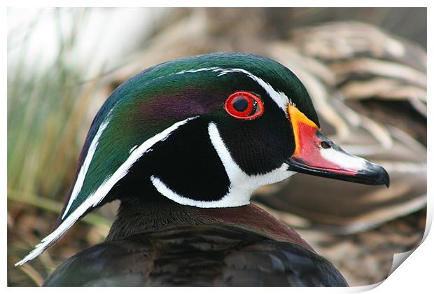 American wood duck Print by Castleton Photographic