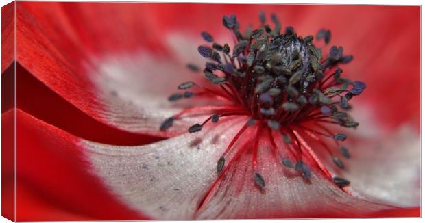 Red Anenome. Canvas Print by Becky Dix
