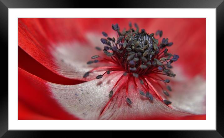 Red Anenome. Framed Mounted Print by Becky Dix