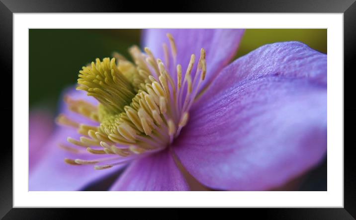 Pink Clematis Framed Mounted Print by Becky Dix