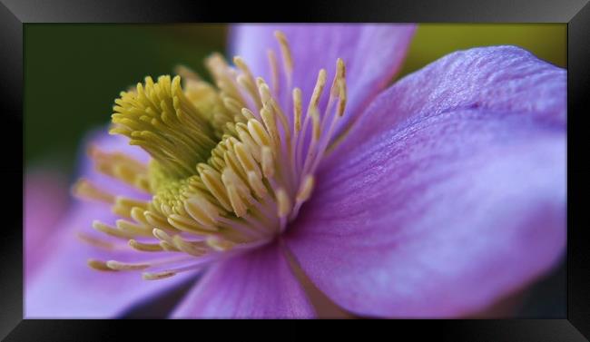 Pink Clematis Framed Print by Becky Dix