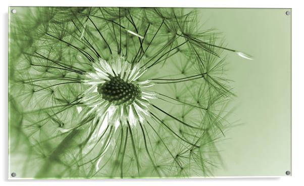 softest green Acrylic by Heather Newton