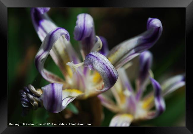 iris Framed Print by kirstin price