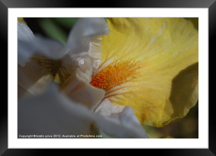 yellow iris Framed Mounted Print by kirstin price