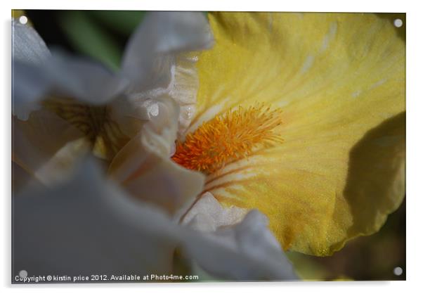 yellow iris Acrylic by kirstin price