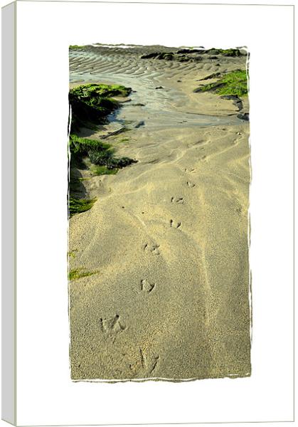 tracks on the sand Canvas Print by Heather Newton