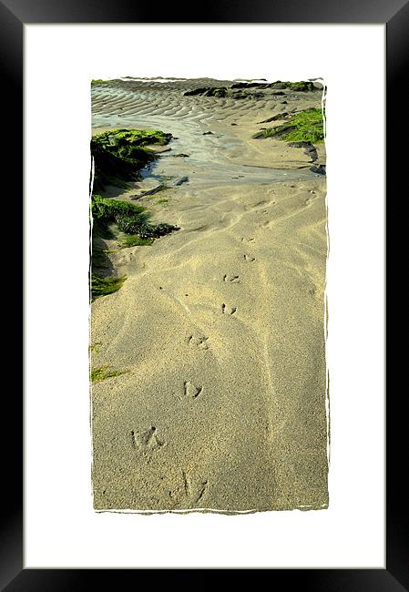 tracks on the sand Framed Print by Heather Newton
