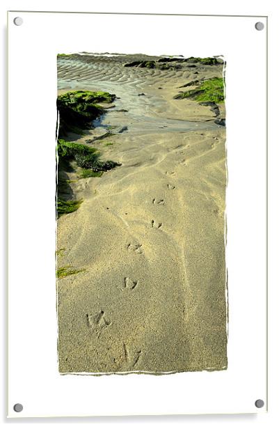tracks on the sand Acrylic by Heather Newton