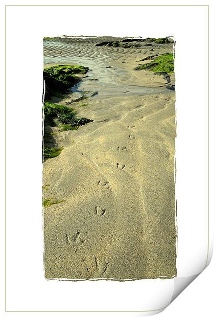 tracks on the sand Print by Heather Newton