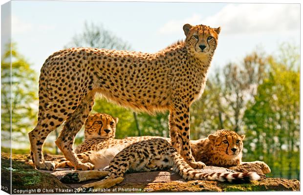 Cheetahs Three Canvas Print by Chris Thaxter