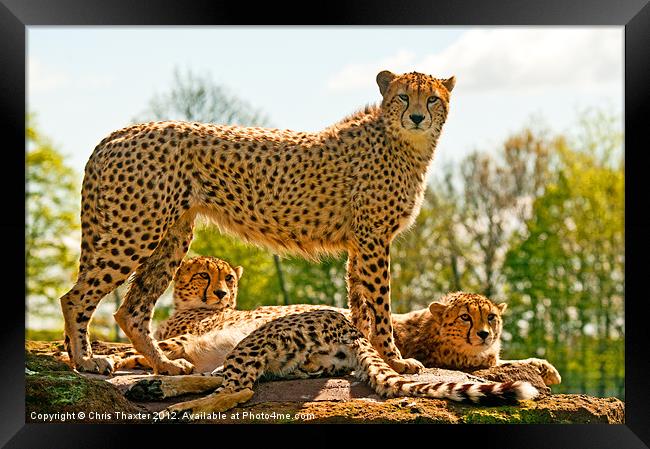 Cheetahs Three Framed Print by Chris Thaxter