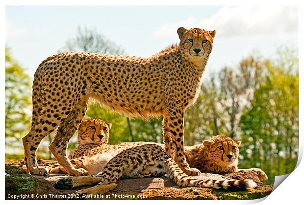 Cheetahs Three Print by Chris Thaxter