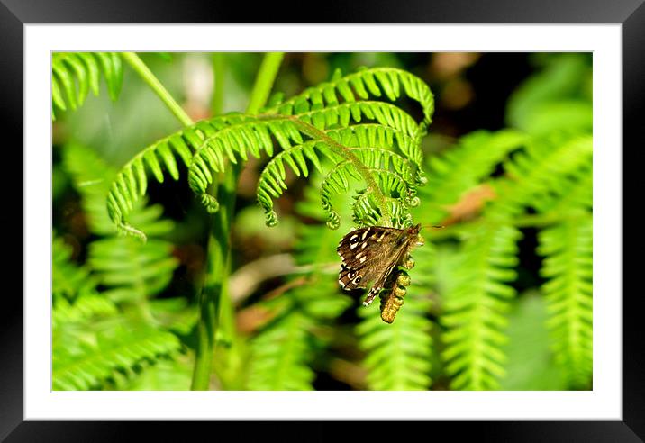 Butterfly Framed Mounted Print by barbara walsh
