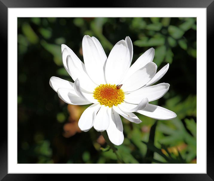 White Daisy Framed Mounted Print by Julie Ormiston